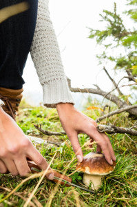 How to Find Edible Plants in the Wild