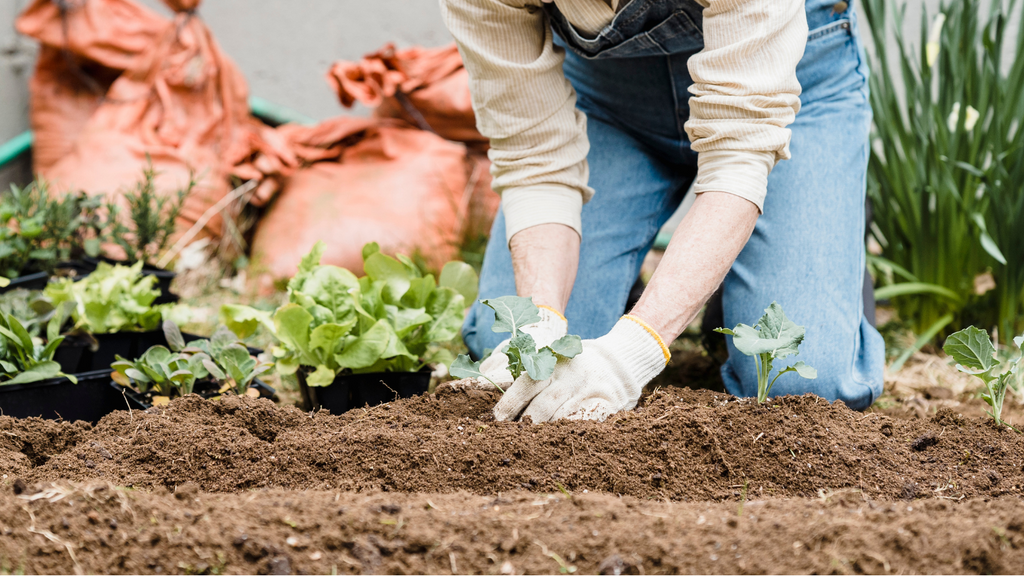 Double Your Harvest with Fall Gardening