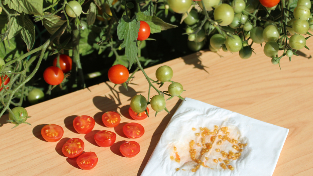 Seed Saving Made Simple