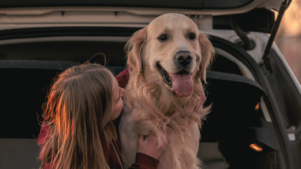 When Disaster Strikes: A Pet Owner's Evacuation Nightmare