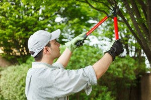 DIY Tree Pruning