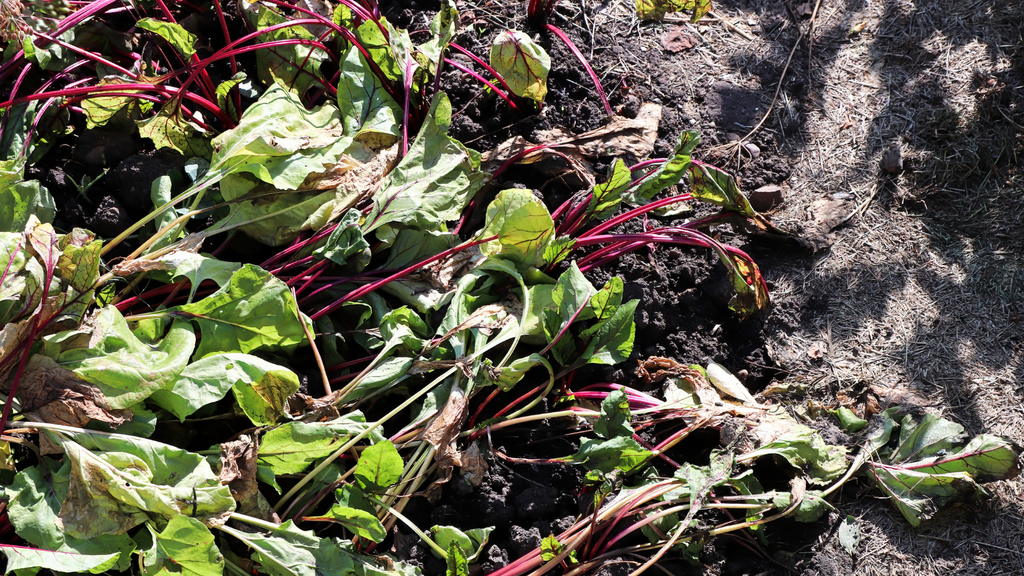 How Experts Help Plants Survive the Summer Heat