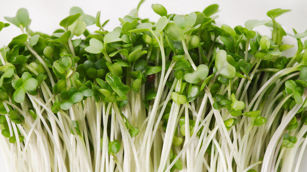 Easy Nutrition: Grow Your Own Microgreens
