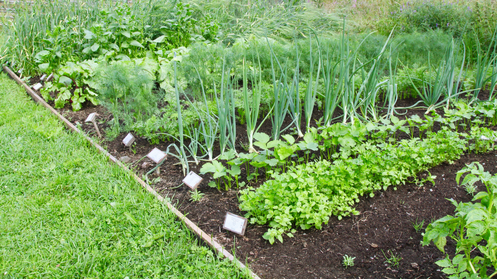 From Grass to Garden: A Beginner's Guide