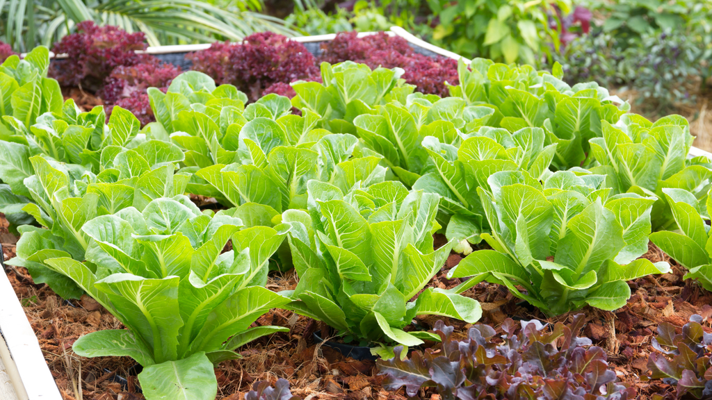 Fast-Growing Garden: 60 days to Harvest