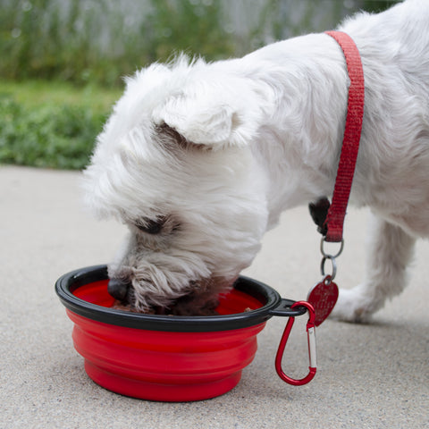 Emergency Pet Survival Kits - Dog or Cat Options