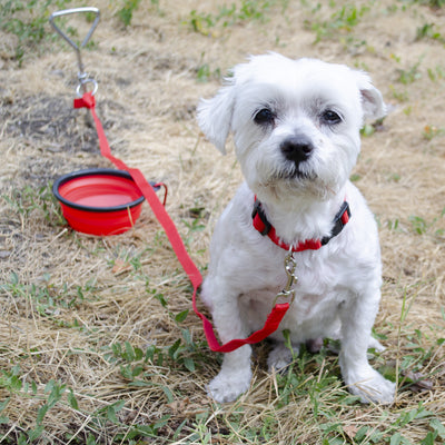 Emergency Pet Survival Kits - Dog or Cat Options