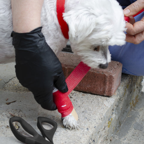 Emergency Pet Survival Kits - Dog or Cat Options