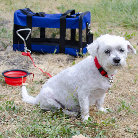 Emergency Pet Survival Kits - Dog or Cat Options
